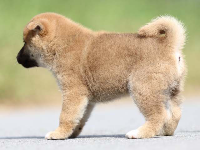 fp5a9869-puppy fp5a9869-puppy