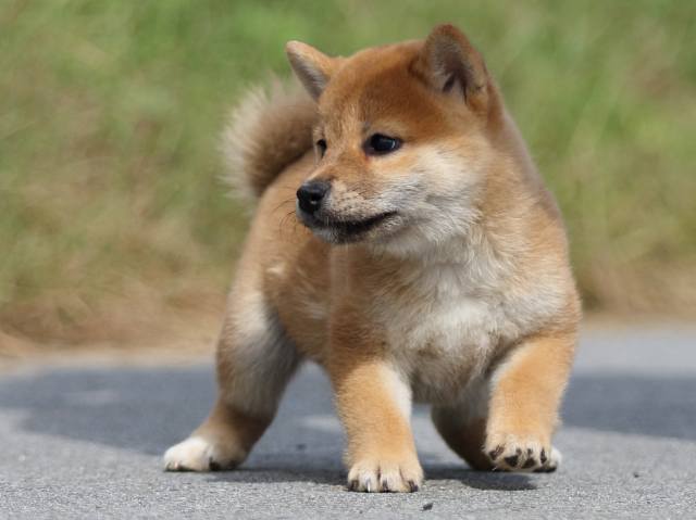 fp5a9919-puppy fp5a9919-puppy