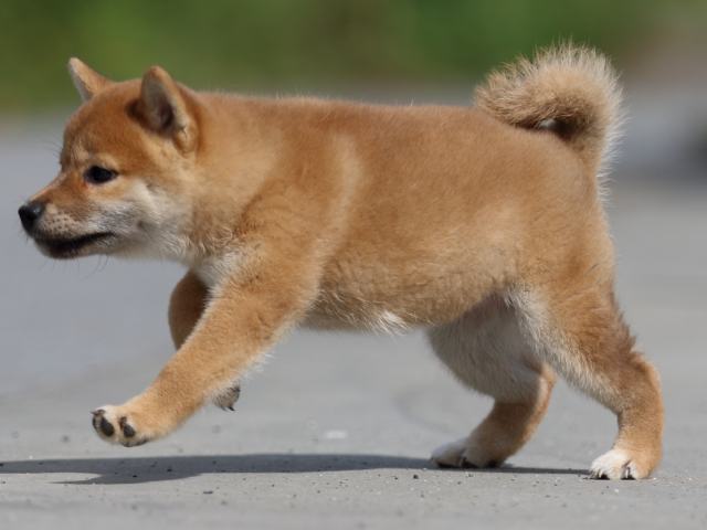 fp5a9923-puppy fp5a9923-puppy