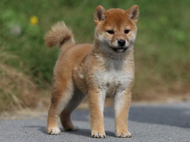 fp5a9936-puppy fp5a9936-puppy