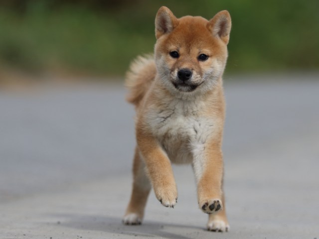 fp5a9948-puppy fp5a9948-puppy