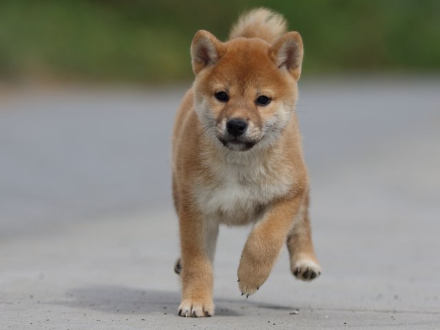 fp5a9950-puppy fp5a9950-puppy