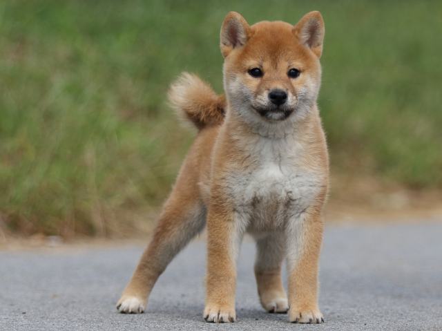 fp5a9975-puppy fp5a9975-puppy