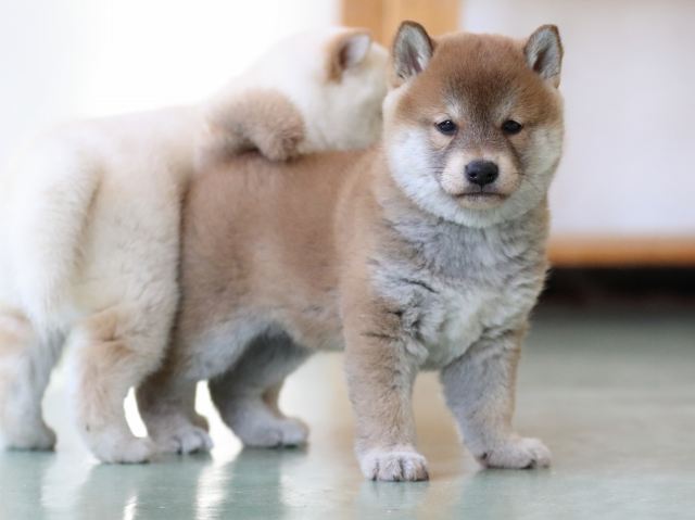 fp5a9983-puppy fp5a9983-puppy