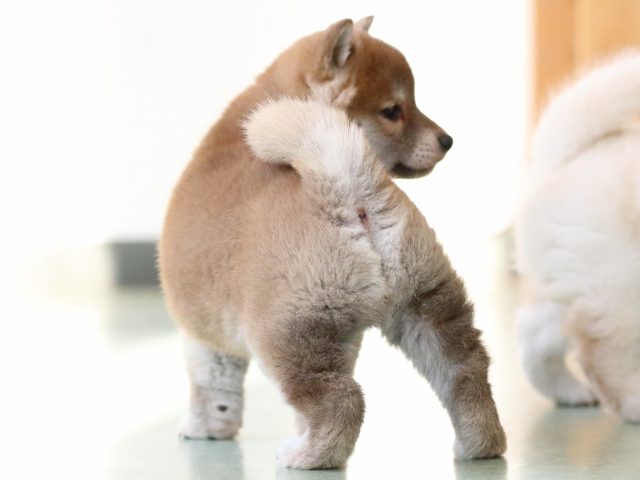 fp5a9992-puppy fp5a9992-puppy