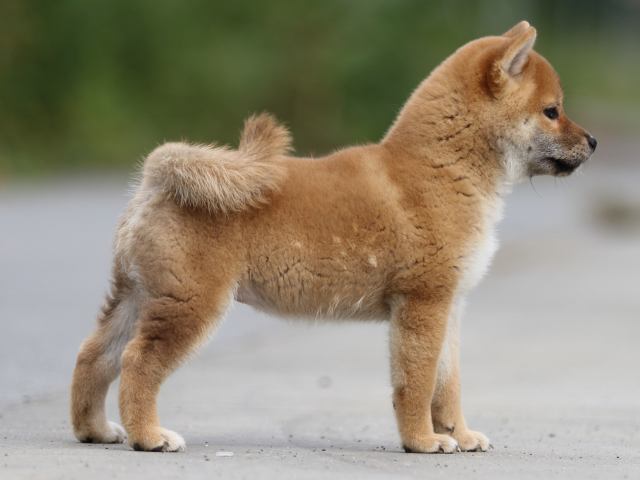 fp5a9992-puppy fp5a9992-puppy