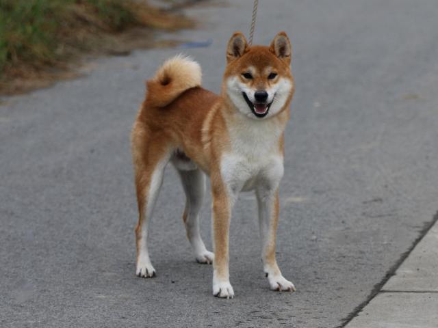 puppyfp5a1855 puppyfp5a1855