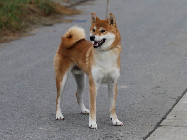 puppyfp5a1858 puppyfp5a1858