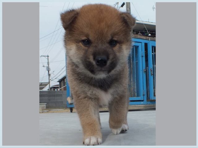 3048-1-puppy 3048-1-puppy