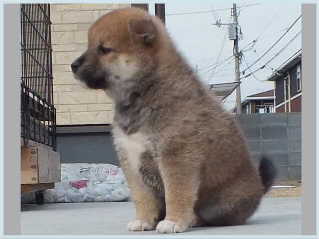 3048-2-puppy 3048-2-puppy