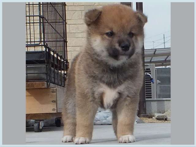 3048-3-puppy 3048-3-puppy