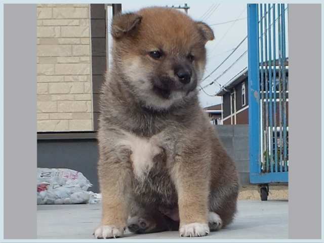 3048-4-puppy 3048-4-puppy