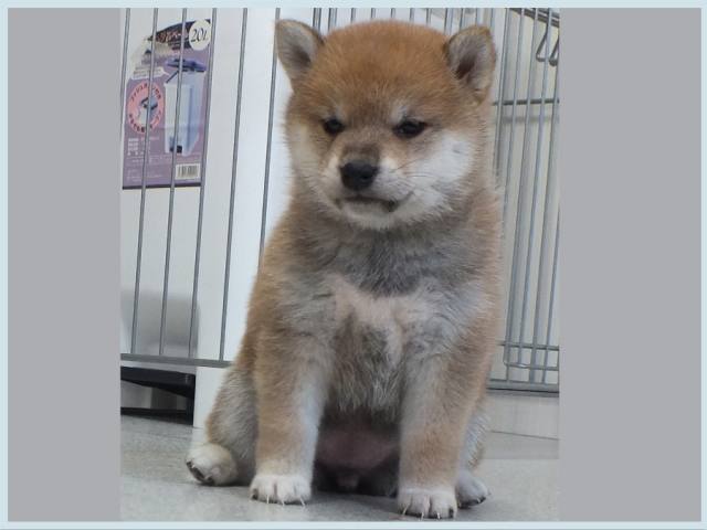 3049-1-puppy 3049-1-puppy