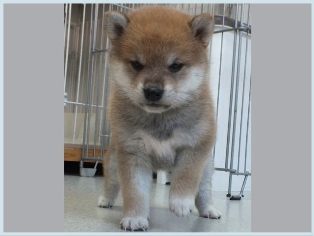 3049-2-puppy 3049-2-puppy