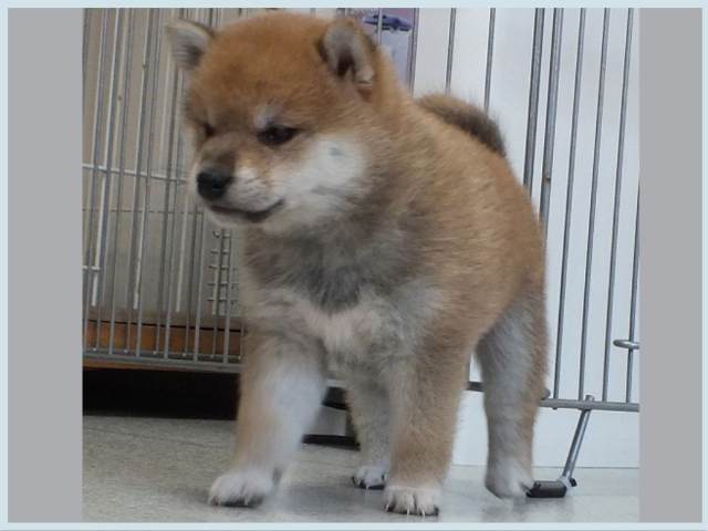 3049-3-puppy 3049-3-puppy