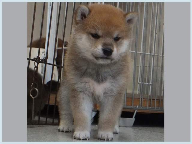 3049-4-puppy 3049-4-puppy