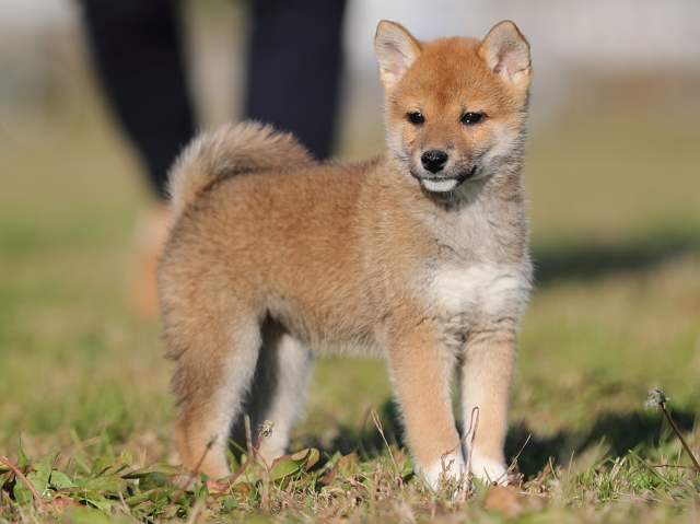 ai5i0108-puppy ai5i0108-puppy