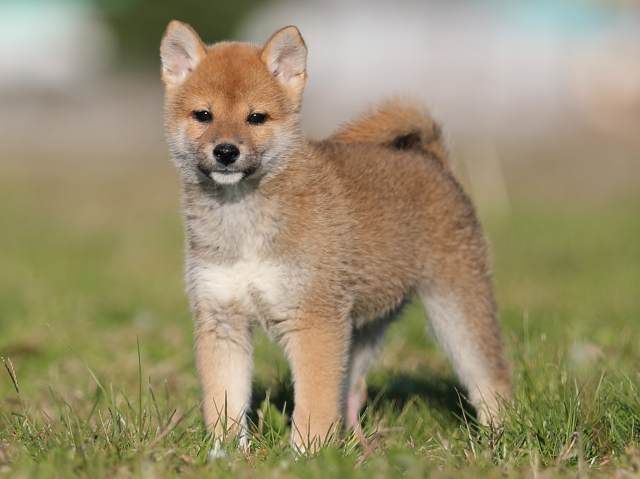 ai5i0136-puppy ai5i0136-puppy