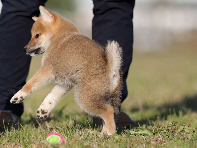 ai5i0140-puppy ai5i0140-puppy