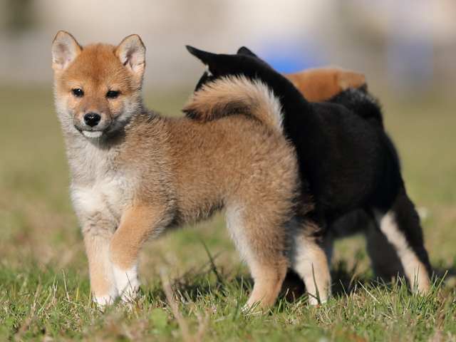 ai5i0175-puppy ai5i0175-puppy