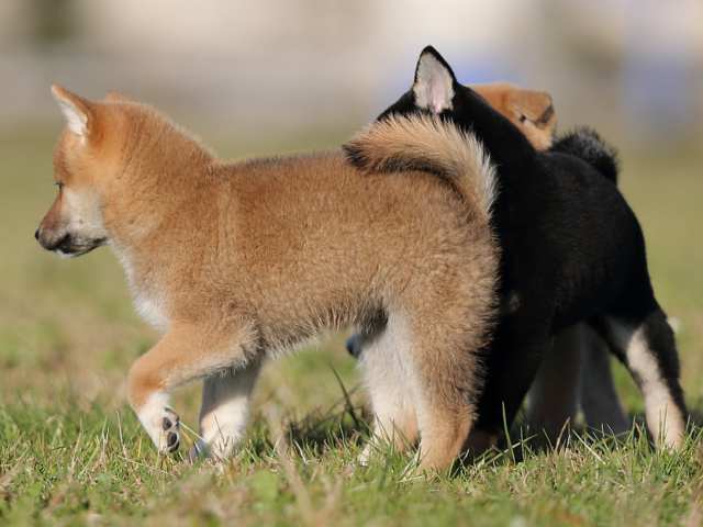 ai5i0180-puppy ai5i0180-puppy