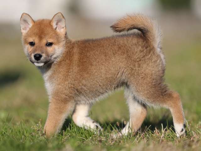 ai5i0188-puppy ai5i0188-puppy