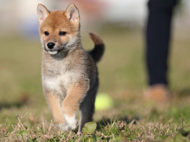 ai5i0191-puppy ai5i0191-puppy