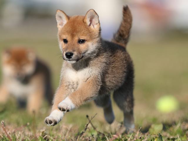 ai5i0193-puppy ai5i0193-puppy