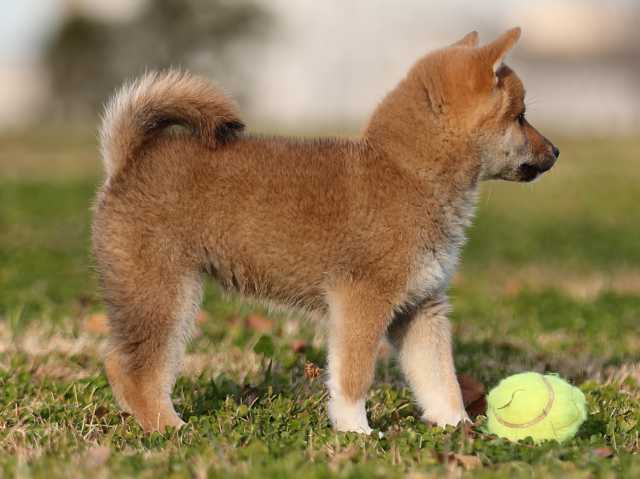 AI5I1381-puppy AI5I1381-puppy