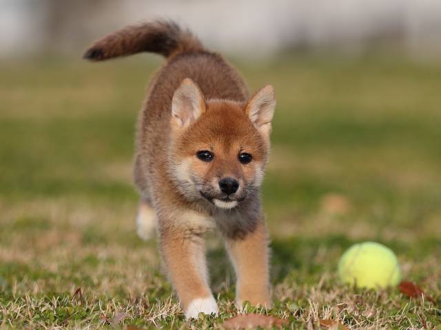 AI5I1439-puppy AI5I1439-puppy
