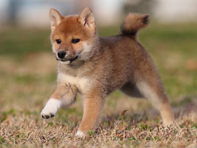 AI5I1446-puppy AI5I1446-puppy
