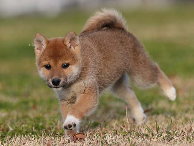 AI5I1485-puppy AI5I1485-puppy