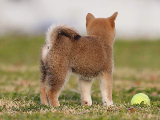 AI5I1503-puppy AI5I1503-puppy