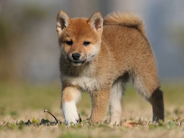 AI5I2618-puppy AI5I2618-puppy