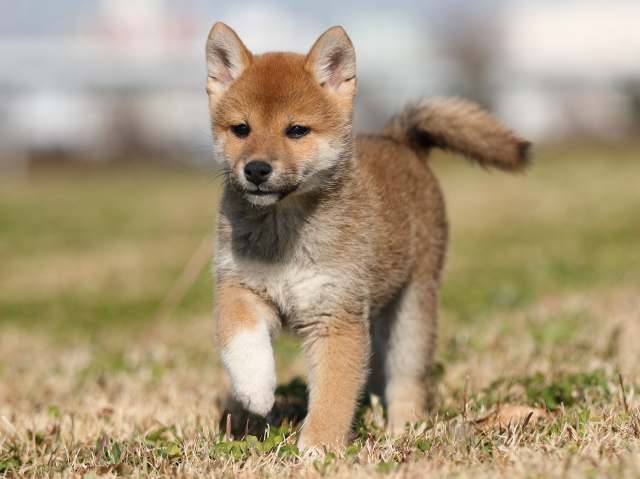 AI5I2660-puppy AI5I2660-puppy