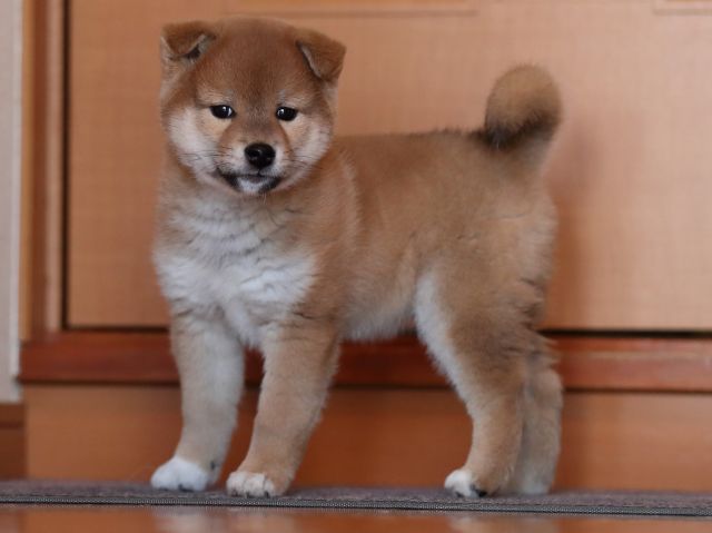 AI5I2723-puppy AI5I2723-puppy