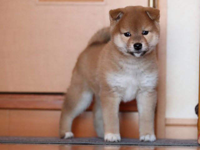AI5I2730-puppy AI5I2730-puppy