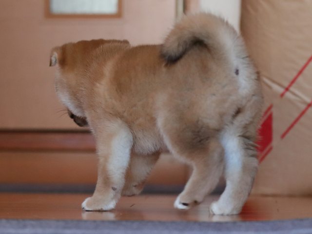 AI5I2743-puppy AI5I2743-puppy