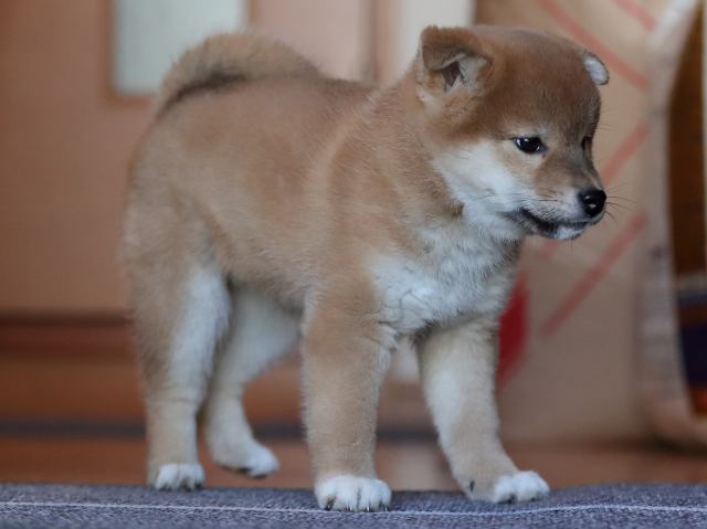 AI5I2748-puppy AI5I2748-puppy