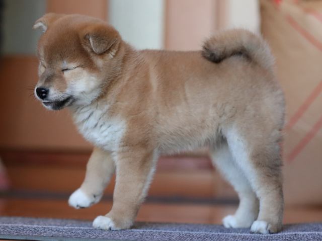 AI5I2752-puppy AI5I2752-puppy