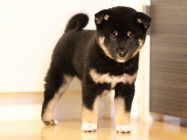 AI5I2798-puppy AI5I2798-puppy