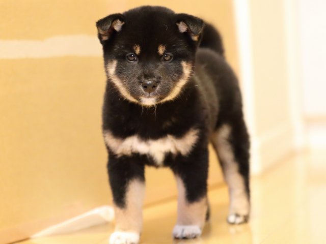 AI5I2814-puppy AI5I2814-puppy