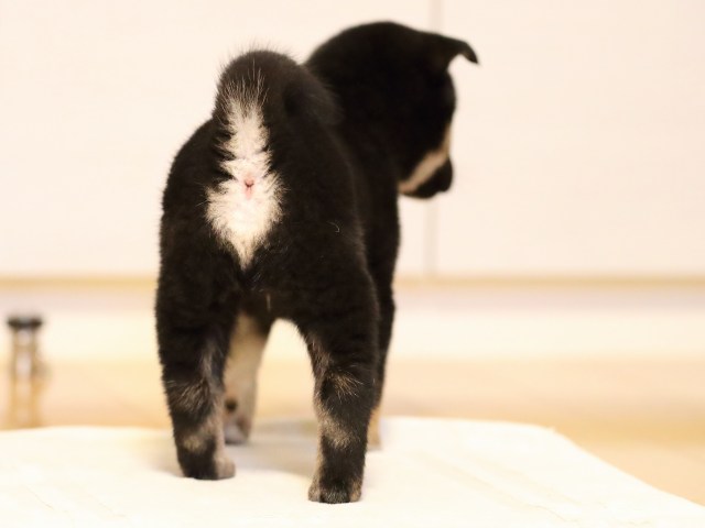 AI5I2856-puppy AI5I2856-puppy