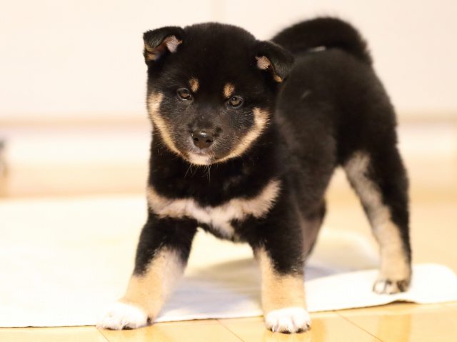 AI5I2864-puppy AI5I2864-puppy