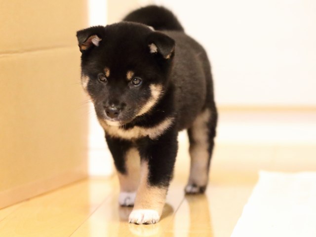 AI5I2890-puppy AI5I2890-puppy