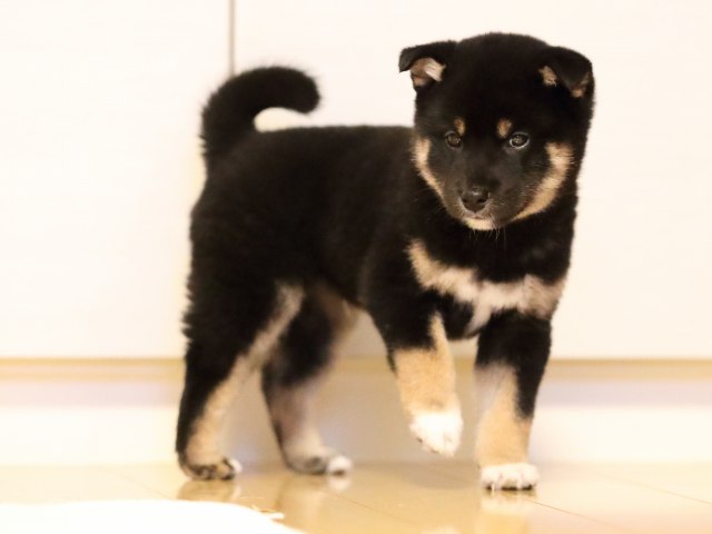 AI5I2903-puppy AI5I2903-puppy