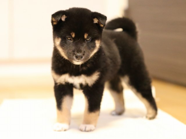 AI5I2918-puppy AI5I2918-puppy