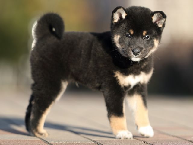 AI5I3477-puppy AI5I3477-puppy
