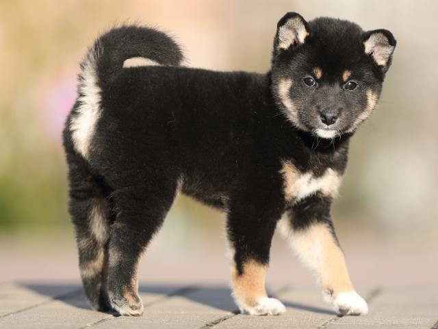 AI5I3480-puppy AI5I3480-puppy