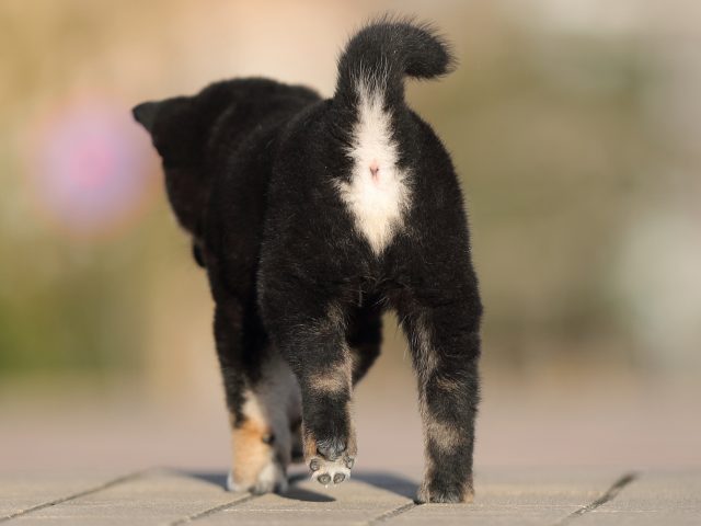 AI5I3484-puppy AI5I3484-puppy